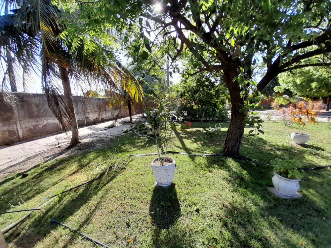 Granja com 2 casas, área total de 4.000M², no Arenã - São José de Mipibu - RN - foto 5